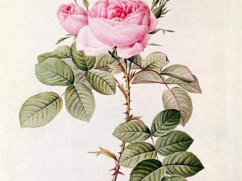 rosa_bifera_officinalis
