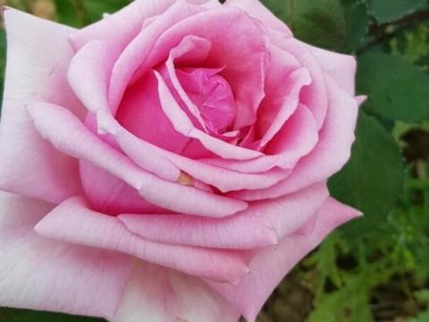 Une rose pour une reine