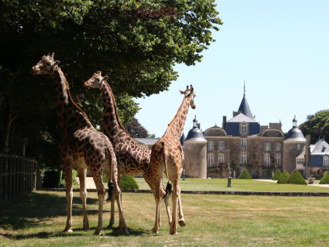 Des animaux et des hommes