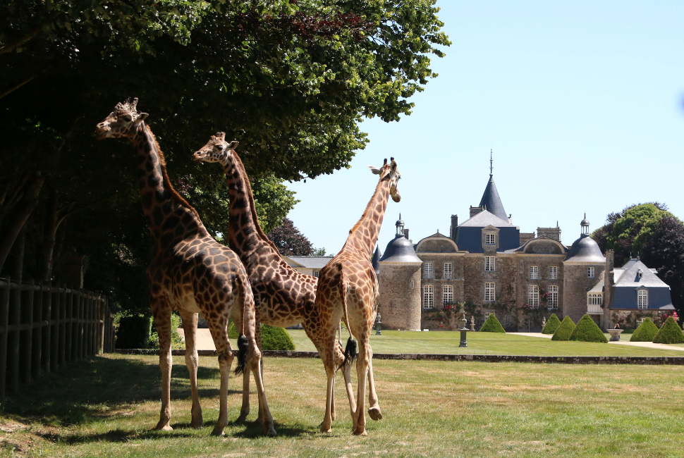 Des animaux et des hommes